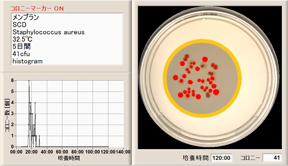 微生物限度試験/Staphylococcus